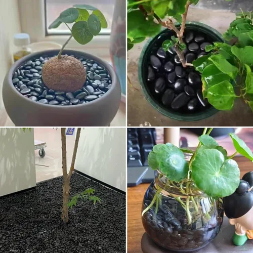 Vista 5 de Rocas de río negras naturales - guijarros decorativos pulidos de 5LB, 2-3 pulgadas, piedras negras para paisajismo, rocas de río naturales