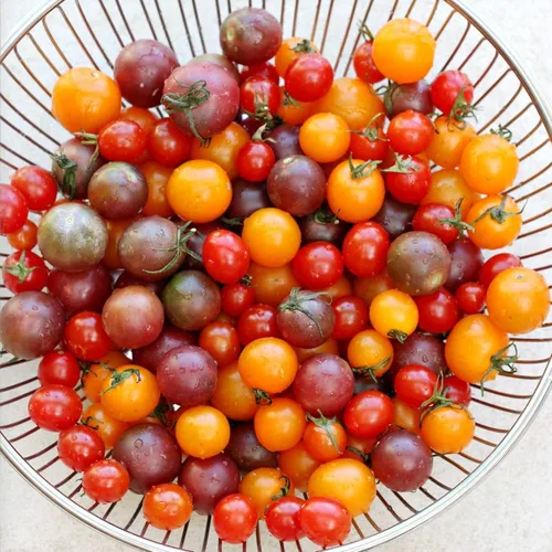 Vista 5 de Semillas de tomate Caleidoscopio Mix (de pequeño a gigante) Vegetales tradicionales para plantar sin OMG