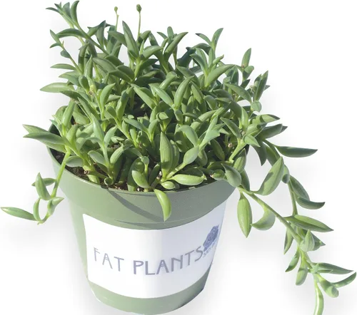 Vista 6 de Fat Plants - Colección de suculentas colgantes