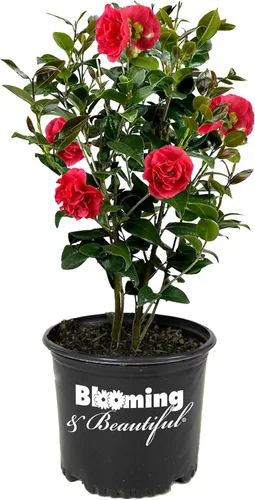 Vista 21 de Camelia, arbusto floreciente de hoja perenne viva, 3 galones