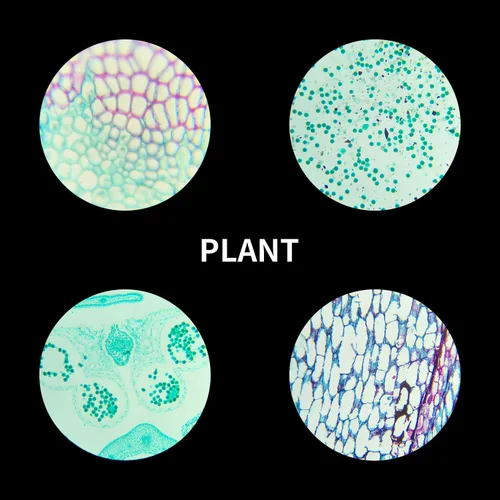 Vista 7 de Diapositivas preparadas del microscopio con las muestras 100Pcs para la ciencia de los estudiantes de los niños Animal Plant Insect Specimens