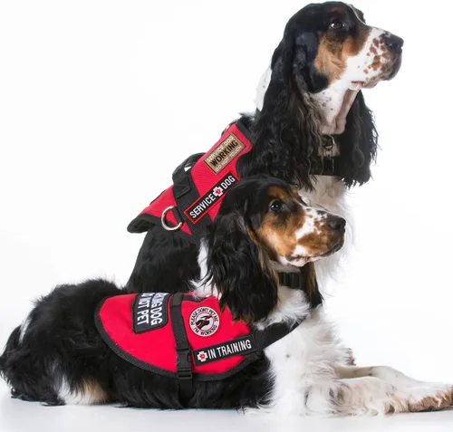 Vista 6 de MTLEE - 16 parches para perros de servicio, no te animes en entrenamiento para collar de arnés Ask to Pet Patches Removable Tactical Embroidered