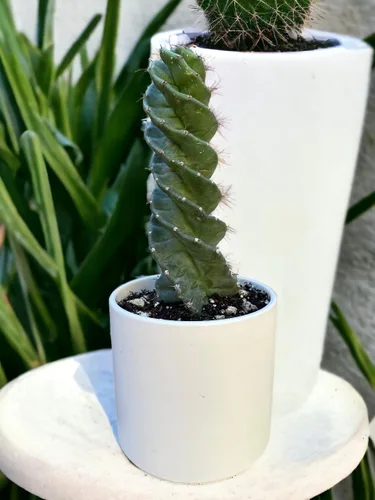 Vista 7 de Cactus espiral – Cereus forbesii 'Spiralis' – Suculenta rara retorcida – Cactus Tornado – Plantas de interior con raíces vivas (9 pulgadas)