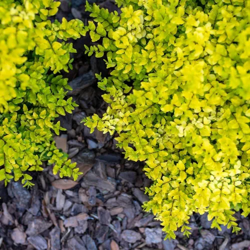 Vista 3 de Brighter Blooms Southern Living® Sunshine Ligustrum Arbusto, 1 galón