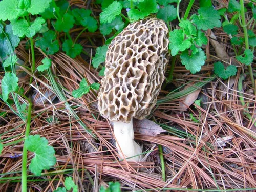 Vista 3 de Esporas de hongos Morel 1.41 oz en bolsa de aserrín - Morchella Esculenta, kit de cultivo de hongos True Morel, esporas de hongos morel frescos