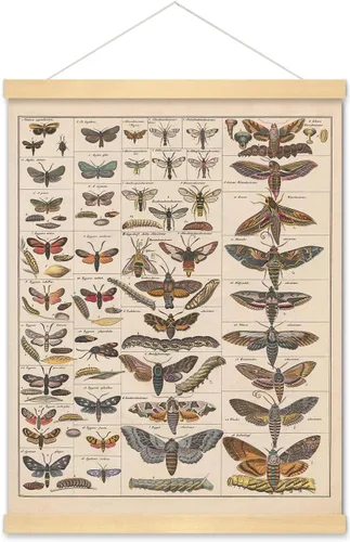 Vista 8 de Meishe Art Póster Impreso Vintage Polilla Insectos Razas Identificación Tabla de Referencia Colección de Especies Diagrama de Entomología Aula Club
