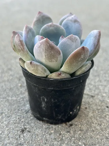 Vista 3 de Echeveria Orange Sherbet - Planta suculenta viva, maceta de 2 pulgadas, totalmente enraizada para decoración del hogar y la oficina o regalo
