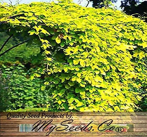 Vista 4 de Big Pack by MySeeds.Co