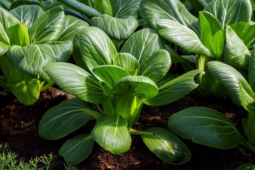 Vista 5 de Paquete variado de semillas de repollo para plantar, 4 variedades tradicionales: Bok Choy (Pac Choi), mercado de Copenhague, acre dorado y acre