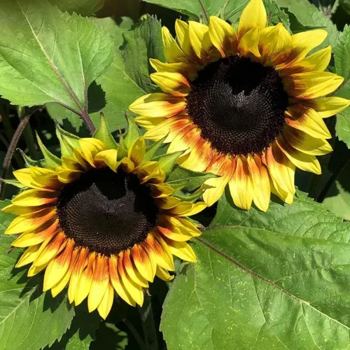 Vista 9 de Park Seed Evening Sun - Semillas de girasol orgánicas, tonos de atardecer multifloración de amarillo, naranja y rojo, fáciles de cultivar