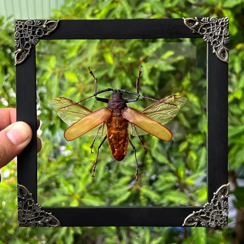 Vista 15 de 2 Real Dragonfly Specimens Shadow Box Framed Insect Display Oddities Curiosities Entomology Collection Natural History Wall Decor Gift for Nature