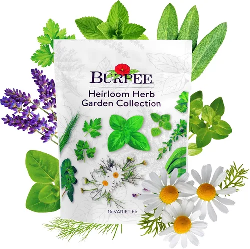 Vista 9 de Colección Burpee Best 10 Paquetes de Mezcla Fresca Sin OGM de Pimiento Picante y Variedades Dulces Jalapeño, Semillas de Pimiento Morrón y Más