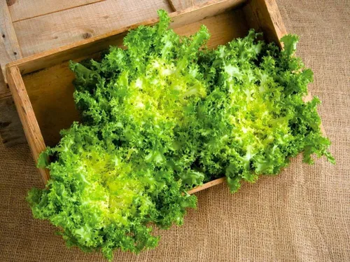 Vista 4 de Semillas Endive Lechuga Amarillo Corazón Rizado Frisee 50 Días para Ensalada Vegetales No OGM para Plantar 700 Semillas