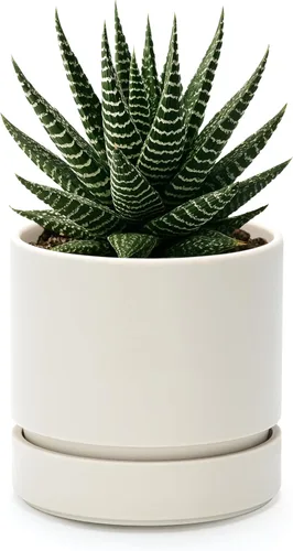 Vista 35 de Phoenix Vine 4 Inch Planter Pot with Drainage Hole & Saucer, Deep Water Catch Tray, Straight Cylindrical Round Pot for Plants, Olive, Pack of 1