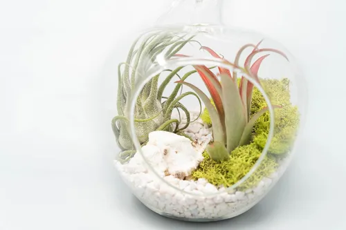 Vista 2 de Air Plant Shop Terrario de manzana con kit de guijarros y plantas de aire Tillandsia - Venta al por mayor y a granel - Suculentas - Tillandsia vivo
