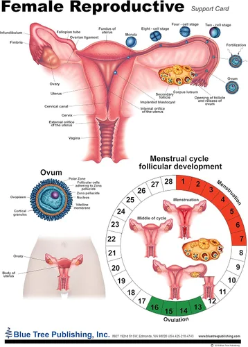 Vista 3 de Salud de la mujer (tabla reproductiva)