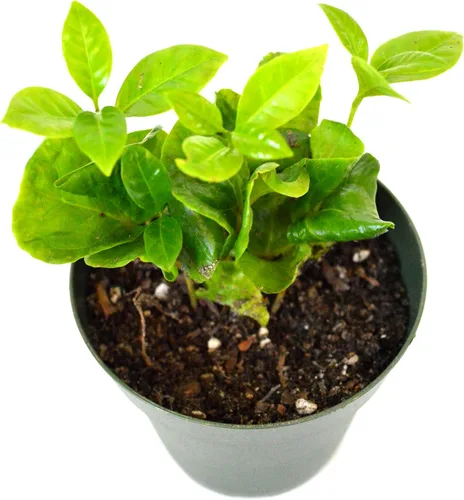 Vista 2 de 9GreenBox - Planta de café arábica - Maceta de 4