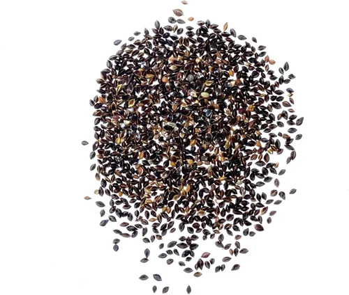 Vista 4 de Seed Needs, Semillas de acedera de hoja grande, 500 semillas tradicionales para plantar Rumex acetosa, hierba medicinal o culinaria sin OMG y sin