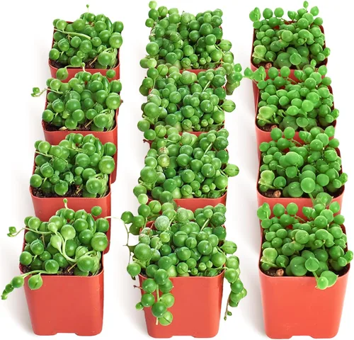 Vista 7 de Shop Succulents String of Pearls - Maceta suculenta de 2 pulgadas, paquete de 20