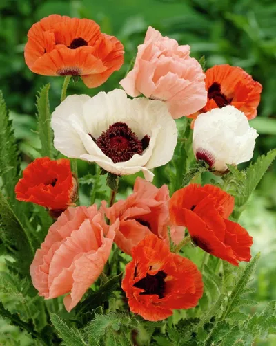 Vista 2 de Semillas Flores Oriental Amapola Mix Anual - 1000 Semillas