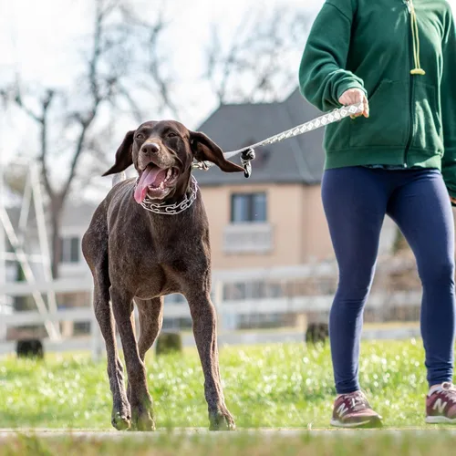 Vista 7 de Collar de entrenamiento ajustable para perros con punta de goma cómoda y hebilla de liberación rápida para perros pequeños, medianos y grandes