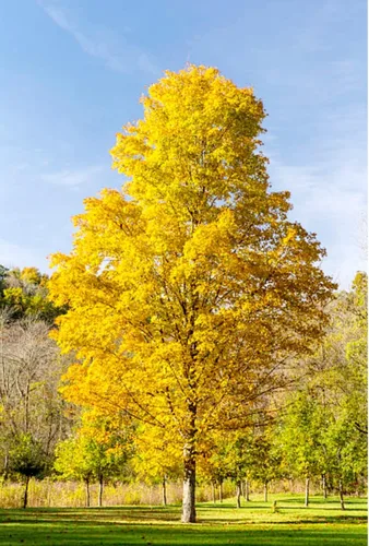 Vista 3 de 60 semillas de árbol de arce de azúcar premium, Acer Saccharum Northern Deciduous Rock Maple Seeds para colores otoñales