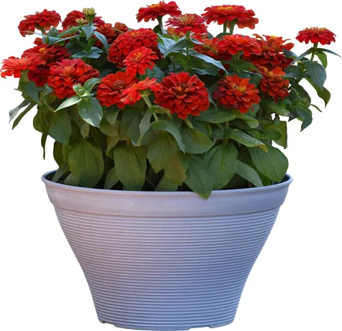 Vista 7 de Outsidepride - Zinnia Elegans, 1000 semillas anuales, Lilliput Red, flores para plantar, color rojo