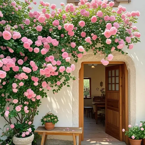 Vista 4 de Semillas de rosas trepadoras para plantar, más de 300 plantas de semillas de flores de rosa rosa, reliquia sin OMG atrae a polinizadores, flores