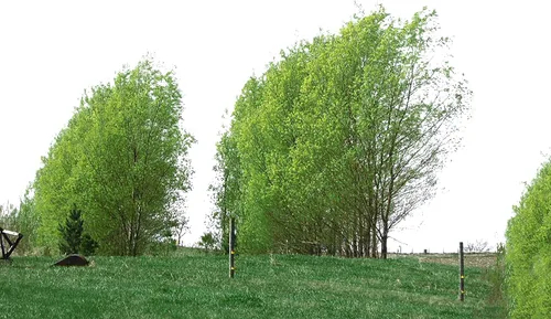 Vista 2 de 50 Austree Hybrid Willows Easy Fast Growing!! Bloque de viento de privacidad para sombra