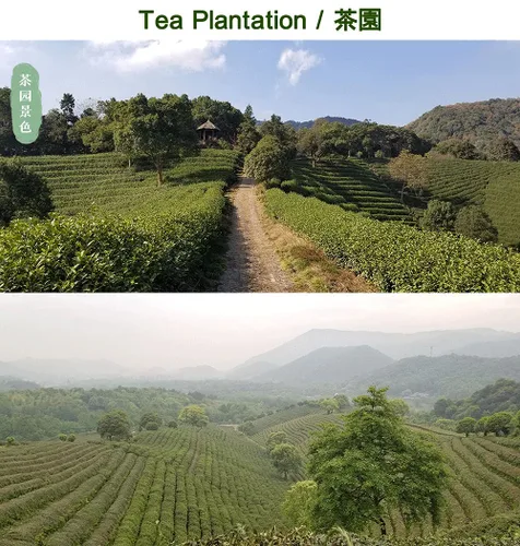 Vista 3 de Dragonwell Longjing Tea (Yu Qian), hoja de té verde fresca del pozo del dragón recogida antes del día de la lluvia del grano, venta directa