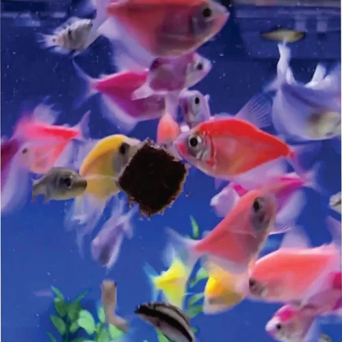 Vista 7 de Super Cichlid Alimento de pescado liofilizado para gusanos negros (0.53 oz)