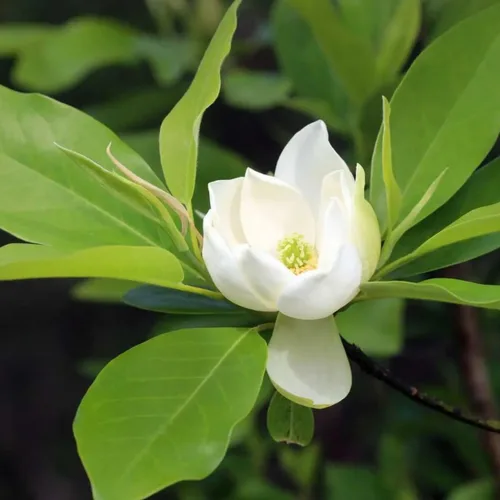 Vista 3 de Sweetbay Árbol de magnolia, árboles de magnolia de 6 a 12 pulgadas, plantas vivas para plantar al aire libre, maceta de 4 pulgadas, planta de flores
