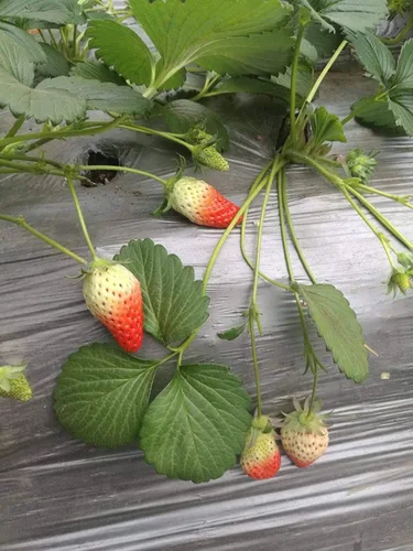 Vista 5 de Fresa 100 piezas Semillas Jardín Fruta Fresca Saludable