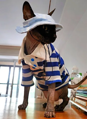 Vista 6 de Sphynx - Camiseta polo de algodón sin pelo con mangas para gato Polo Azul Blanco