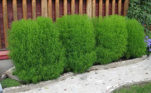 Vista 3 de Semillas Flores Arbusto Ardiente (Kochia) Arbusto Anual de hoja perenne - 500 Semillas