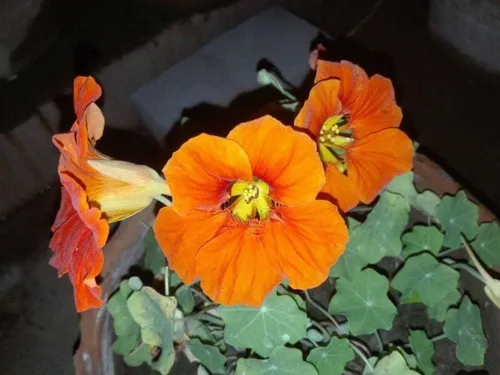 Vista 4 de 20 piezas de semillas de flores de capuchina mixtas hermosa flor bonsái decoración