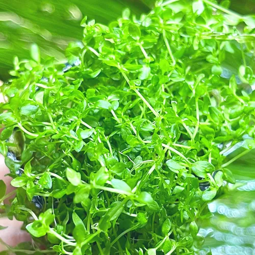 Vista 3 de Pearl Weed Hemianthus Micranthemoides Plantas de acuario en maceta de granja de EE. UU