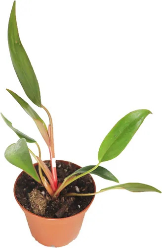Vista 5 de Philodendron Neon Cordatum - 2" de California Tropicals