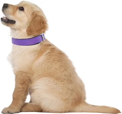 Vista 6 de Collar para perros deluxe ajustable, grueso, (azul, rojo, negro, morado, rosa, pequeño, mediano, grande o extragrande) de Downtown Pet Supply Púrpura