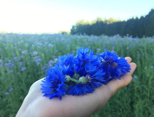 Vista 3 de Pétalos de aciano azul puro – 100% orgánicos, secos, cultivados en Alemania – Flores de hierbas naturales cultivadas orgánicamente para lactantes