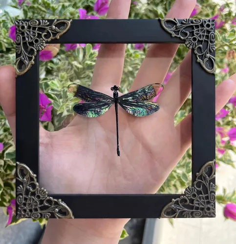 Vista 49 de 2 Real Dragonfly Specimens Shadow Box Framed Insect Display Oddities Curiosities Entomology Collection Natural History Wall Decor Gift for Nature