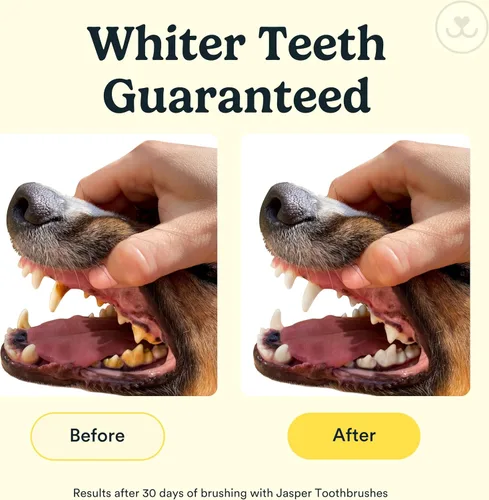 Vista 3 de Jasper Cepillo de dientes para perros, kit de cepillado de dientes de mascotas de 360 grados, cepillo de dientes para gatos, kit de cuidado dental