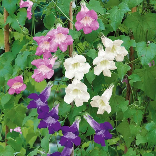 Vista 19 de Eden Brothers Snapdragon Seeds - Manzana