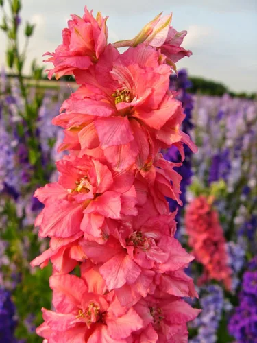 Vista 3 de Semillas Red Delphinium Giant Larkspur Flores anuales para plantar