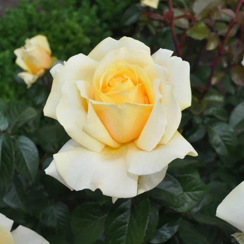 Vista 7 de Rosas de té híbridas de reliquia, planta de raíz propia, Eleganza® Winter Sun Sol de invierno Eleganza