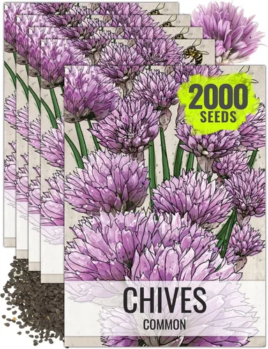 Vista 9 de Seed Needs Semillas de cebollino para plantar cebollino común, semillas de hierbas sin OMG y sin tratar para plantar un jardín de hierbas culinarias