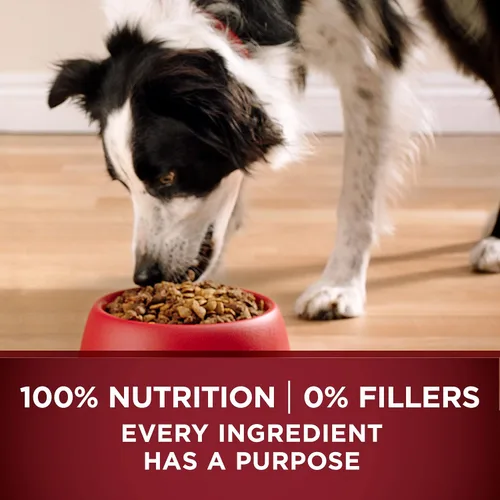 Vista 8 de Alimento para perro seca de Purina ONE Smartblend True Instinct sin cereales, fórmula llena de nutrientes, carne de res y camote