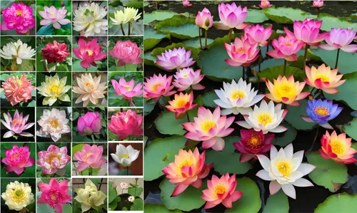Vista 4 de 10 semillas de loto sagrado para plantar en agua, flores de colores mezclados rosa rojo blanco amarillo multicolor, nelumbo nucifera acuático