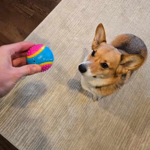 Vista 12 de Bola de juguete para perros Ethical Pets Sensory Ball, 2.5", Colores Variados
