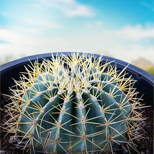 Vista 10 de Cactus Outlet- Planta de Cactus Barril Dorado - Plantas de Cactus Vivas - Plantas de Cactus Barril Vivas - 1 Galón - Plantas de Cactus Barril Listas